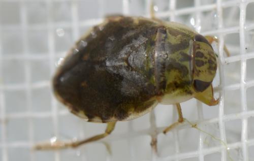 Naucoris maculatus